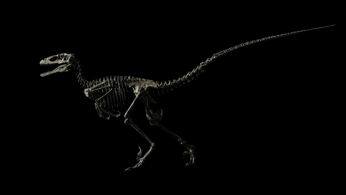 Un esqueleto del dinosaurio que inspiró la película ‘Parque Jurásico’ se vendió en una subasta por 12,4 millones de dólares