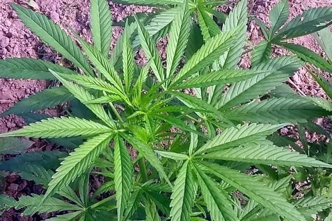 Permite Corte portar más de 5 grs. de mariguana