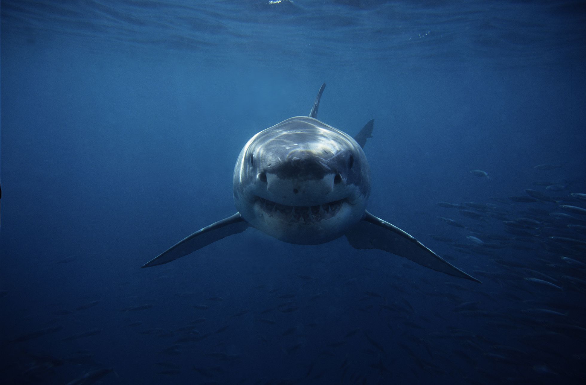 El tiburón blanco ayudó a la extinción del gigantesco megalodón