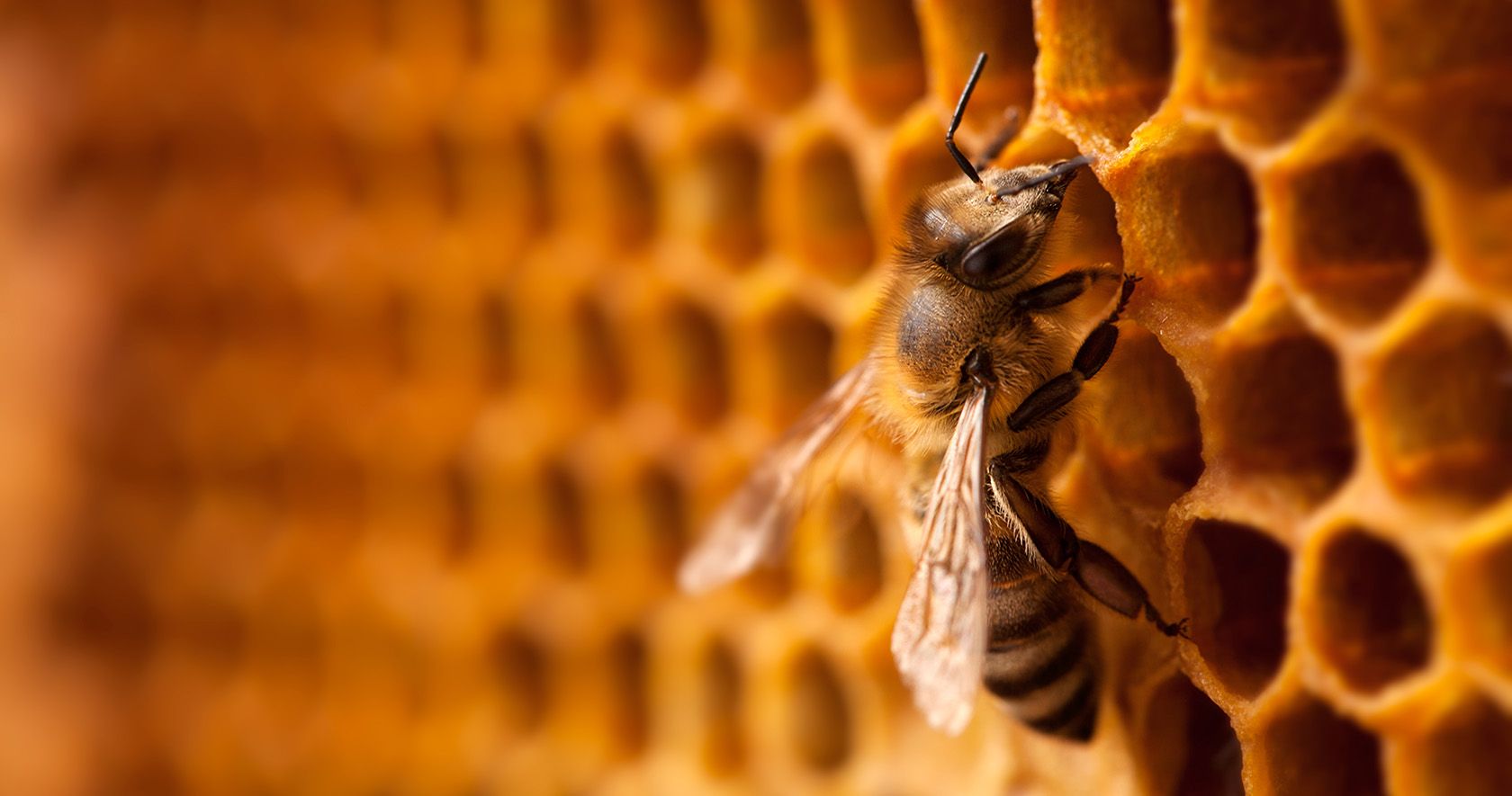 El sofisticado e interesante cerebro de las abejas