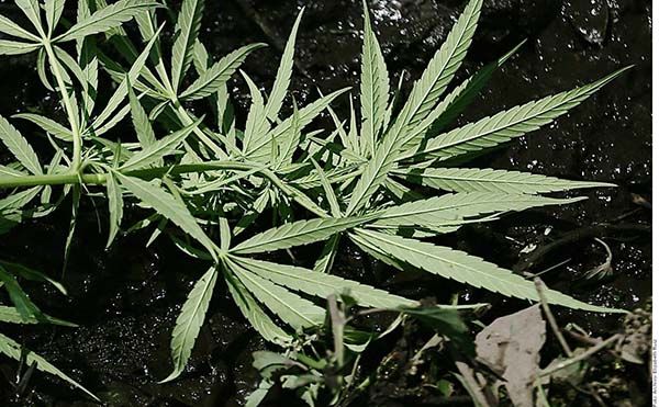 Rechaza Corte tope para la mariguana