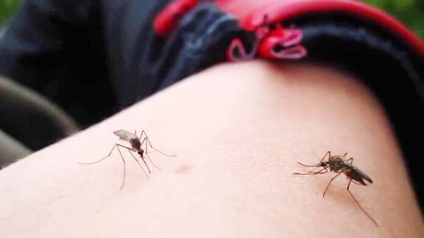 Detectan dengue en siete colonias