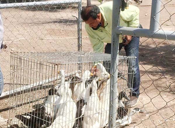 Trasladan a patos a Ecoparque Monclova