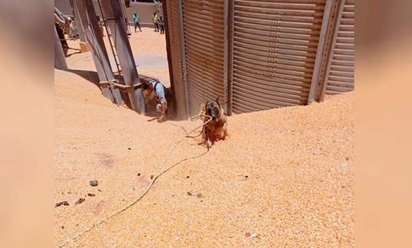 Sin rastro de trabajador atrapado entre granos