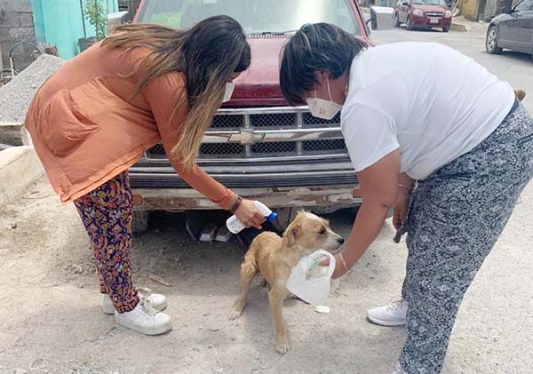 Eliminan plaga de garrapatas