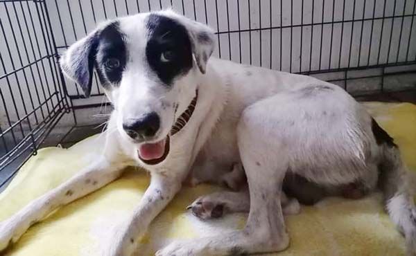 Organizan lotería a beneficio de “Oreo”