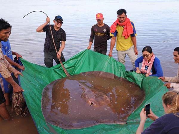 Aparece mantarraya de 4 metros de largo en Camboya