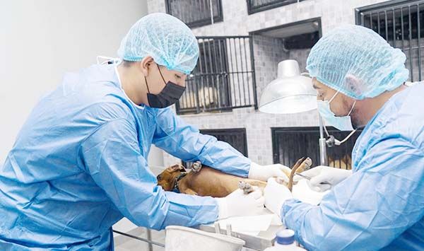 Avanza jornada de esterilización