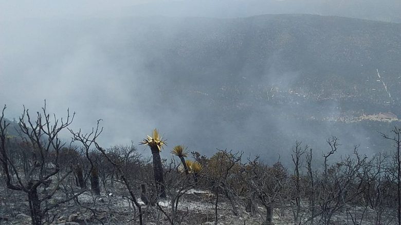 SE REGISTRA 60% EN EL CONTROL DE INCENDIO EN HUACHICHIL