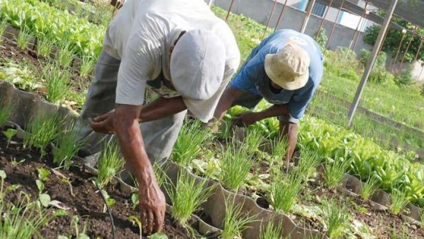 Sustituir fertilizantes químicos por orina, la nueva propuesta para evadir la contaminación