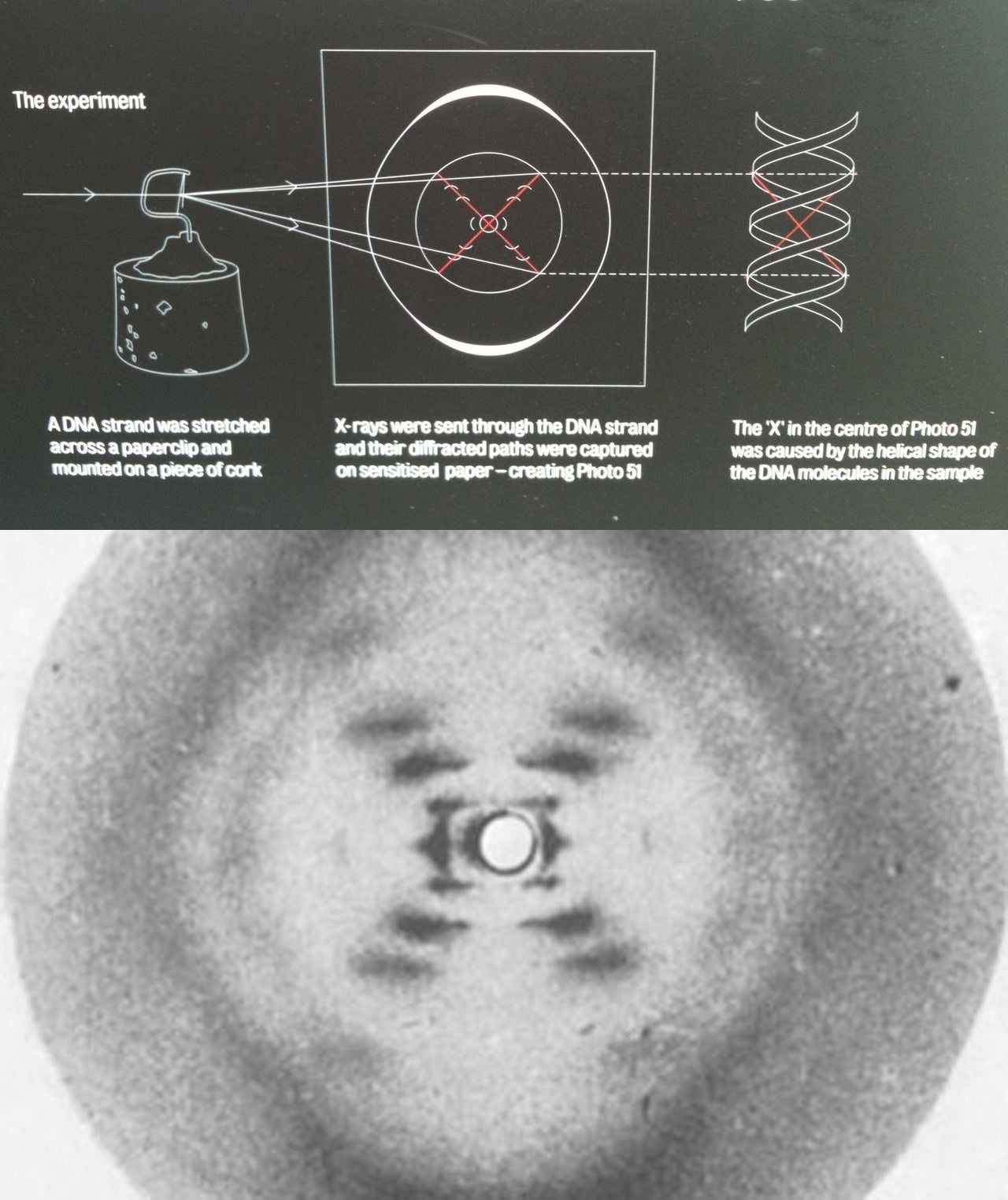 Foto 51: la fascinante historia detrás de la célebre imagen de Rosalind Franklin sobre la estructura del ADN