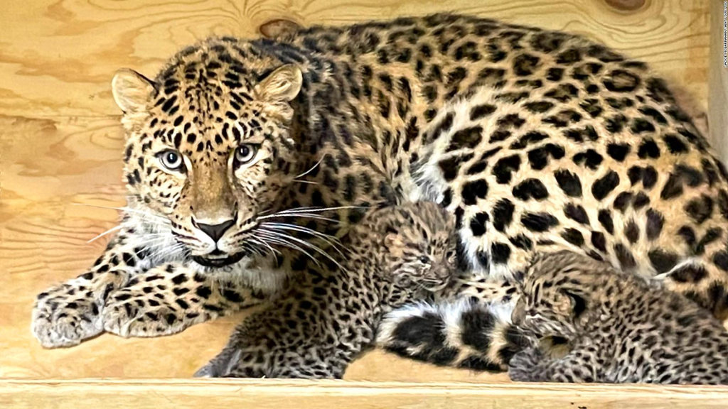 Nacen dos cachorros de leopardo en peligro de extinción en un zoo de EE.UU.