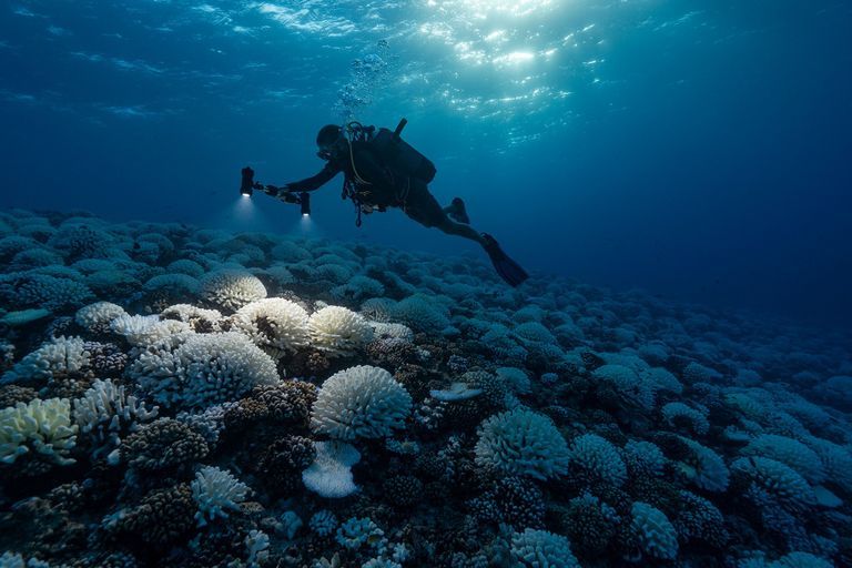 El cambio climático produce ‘amnesia’ en los océanos, un fenómeno negativo para la humanidad
