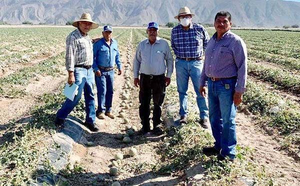 Evalúa SDR afectaciones en cultivos por granizo