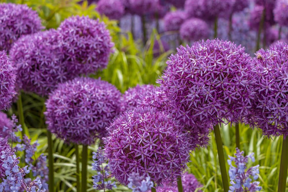 Cocina con esta flor con sabor a ajo