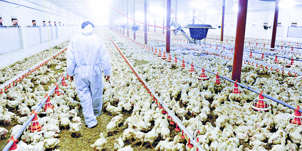 Granjas de pollo, deben sacrificar y repoblar: SDR