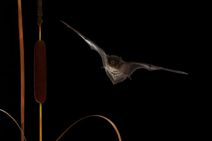Un diminuto murciélago sorprende a los científicos con un vuelo sin precedentes de 2.414 kilómetros