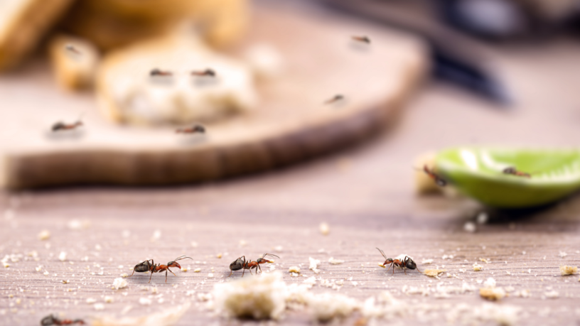 Remedios caseros para eliminar los insectos de tu hogar