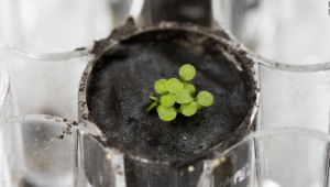 Logran cultivar plantas en sustrato lunar por primera vez
