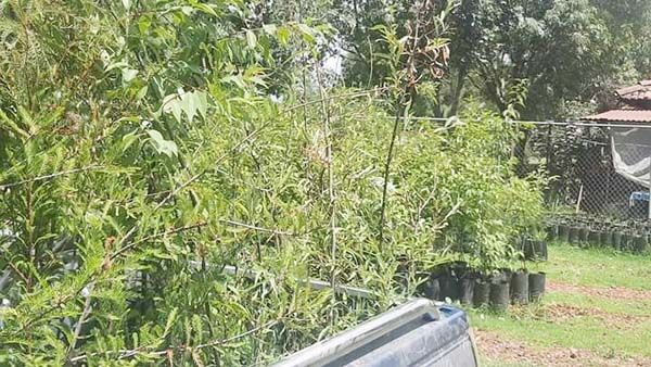Reforesta CNANP escuelas y plazas
