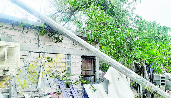 Cae árbol encima de casa