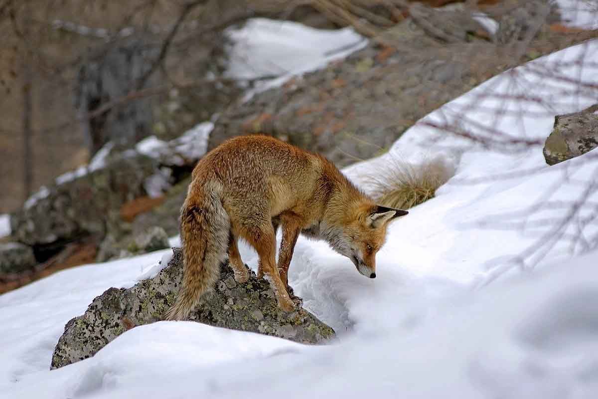 Defaunación: ¿Qué tan cerca estamos de la sexta extinción masiva de especies en la Tierra?