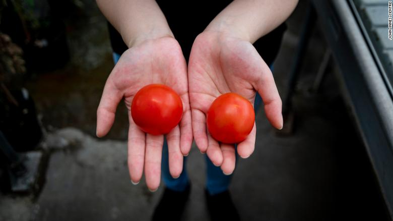 Los científicos desbloquearon el potencial de vitamina D de los tomates, dice un estudio