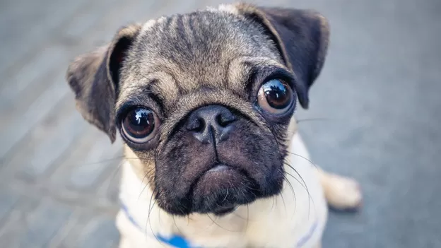 La salud de un pug es tan mala que ya «no se puede considerar un perro típico»