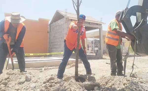 Plantan 100 árboles en el panteón de Frontera