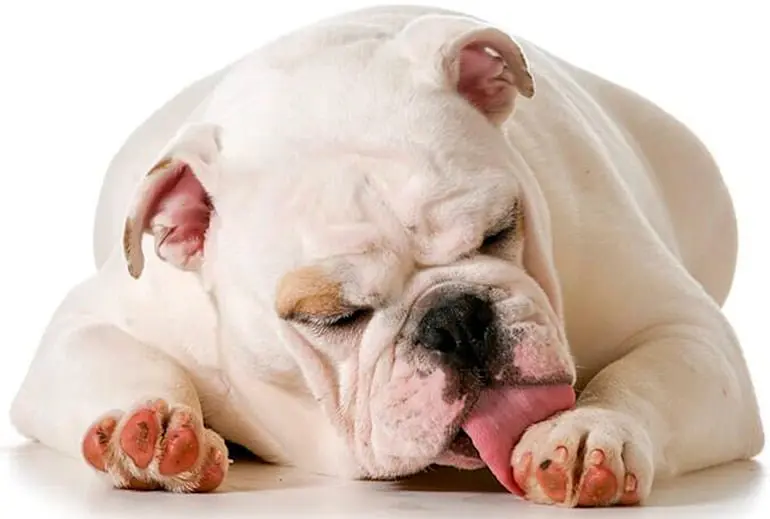 Perros: ¿por qué se lamen tanto las patas?