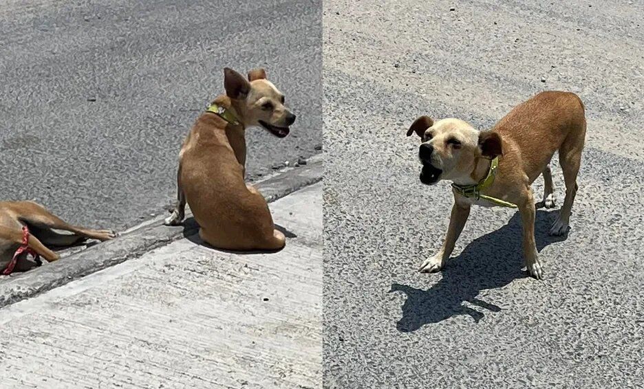 ¡Sí tienen sentimientos! Lomito cuida de su amigo que murió sobre la calle
