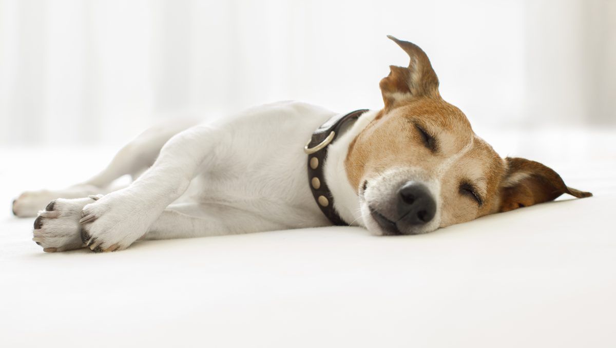 ¿Por qué los perros parecen correr mientras duermen? Los expertos opinan