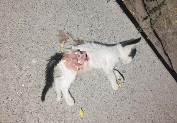 Maltrato animal; matan 3 niños a perros y gatos