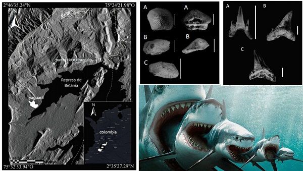 Descubren fósil de tiburón de dientes planos de hace 135 millones de años