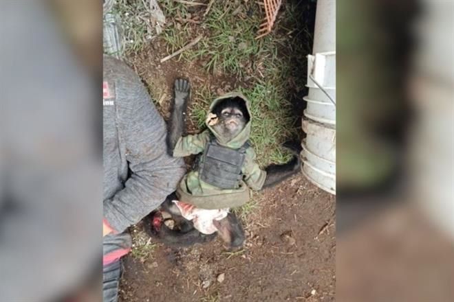 Muere mono vestido de sicario en enfrentamiento en Edomex