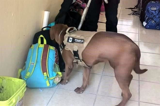 De las calles a conformar la Unidad Canina de Ecatepec
