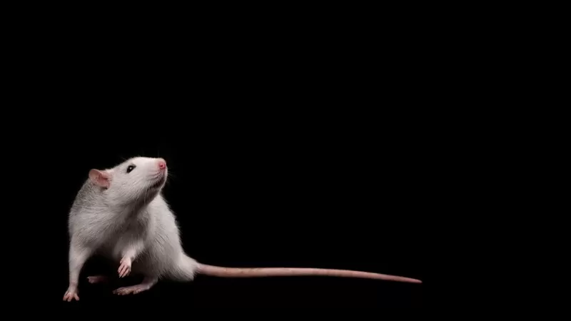 El cruel experimento científico que mostró que la esperanza no es lo último que se pierde, sino lo primero