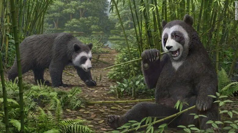 Los pandas evolucionaron su característica más desconcertante hace al menos seis millones de años