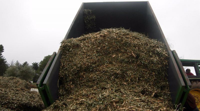 Crean plástico similar al PET con las partes no comestibles de plantas