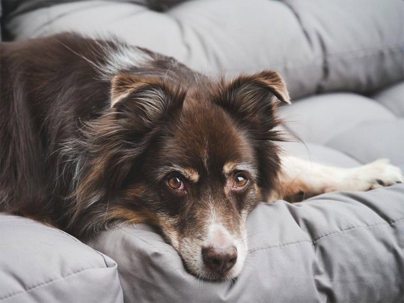 Perros regulan su comportamiento de manera similar a como lo hacen los niños
