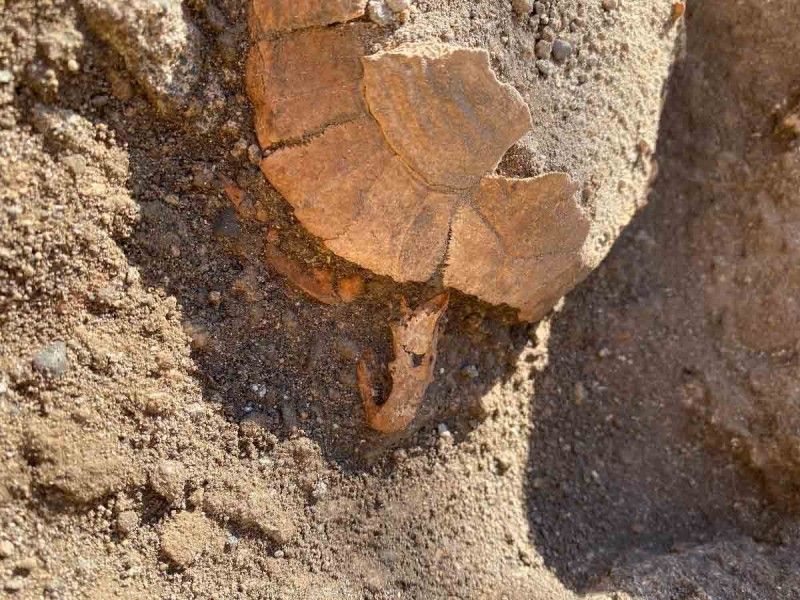Descubren los restos de una tortuga con un huevo en las ruinas de Pompeya