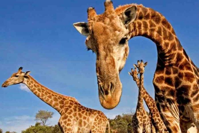 ¿Por qué el cuello de las jirafas es tan largo?, el estudio de un fósil revela pistas