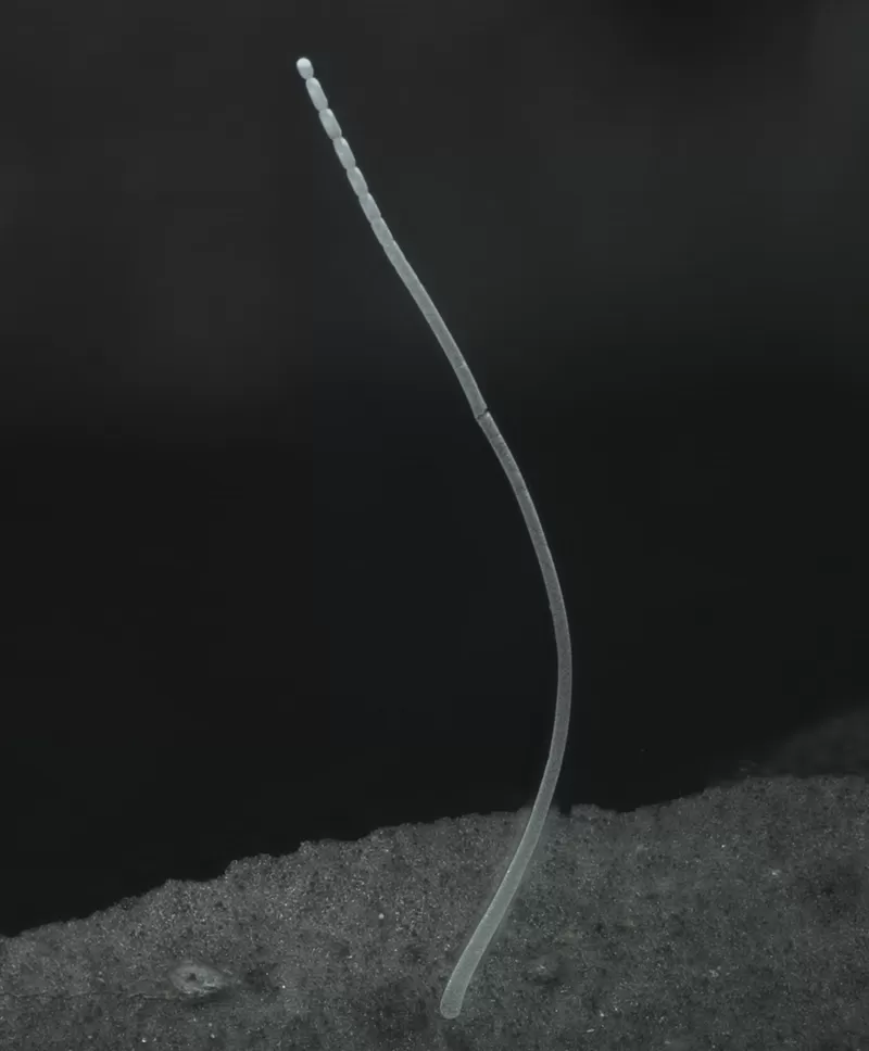 La impresionante imagen de la Thiomargarita magnifica, una bacteria tan grande como una pestaña