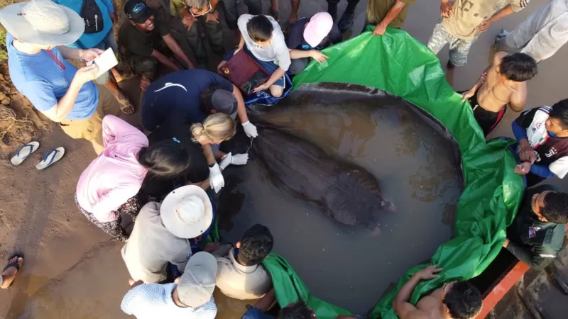 Descubren el pez de agua dulce más grande del mundo: una raya de 300 kilos