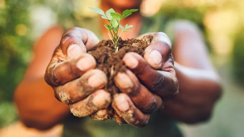 Los alimentos del futuro: ¿qué comeremos en 2050?