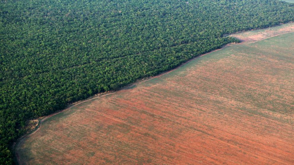 Es necesario conservar más del 40% de la superficie terrestre para frenar la crisis de biodiversidad, advierte informe