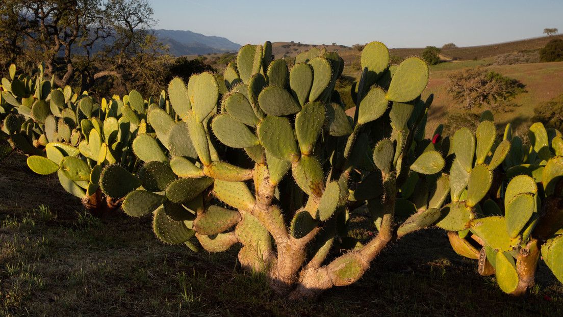 Descubren que los cactus pueden servir como antenas de wifi de banda ancha