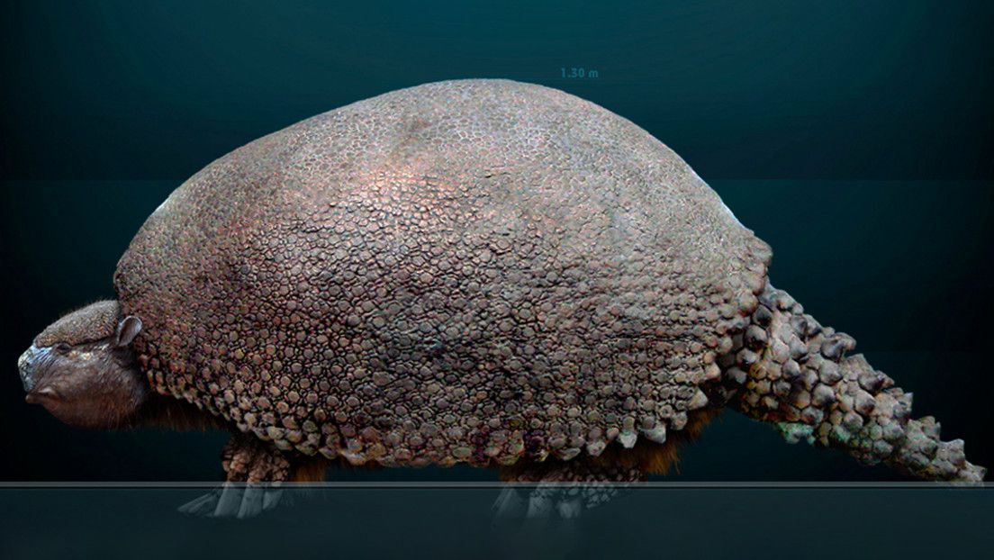 Un estudio revela que los humanos prehistóricos influyeron en la extinción de los armadillos gigantes