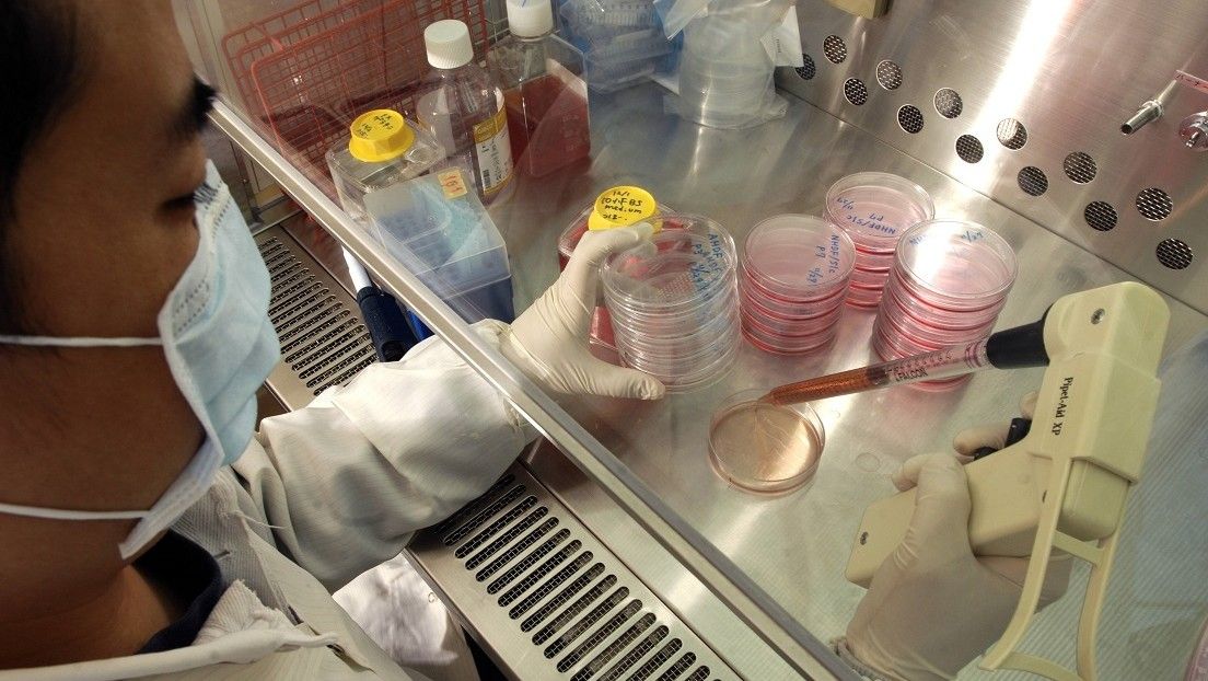 Científicos chinos encuentran la manera de crear vida ‘reprogramando’ células madre