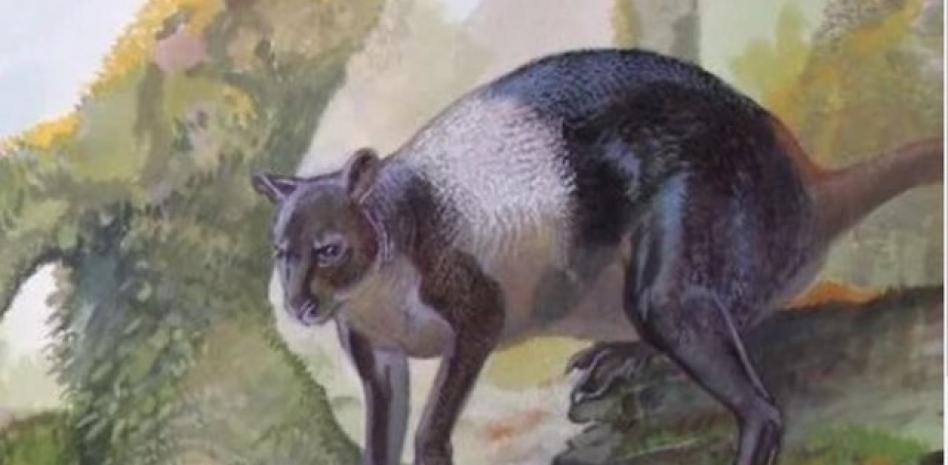 Identifican como una nueva especie un canguro gigante que vivió solo en Papúa Nueva Guinea hace 50.000 años